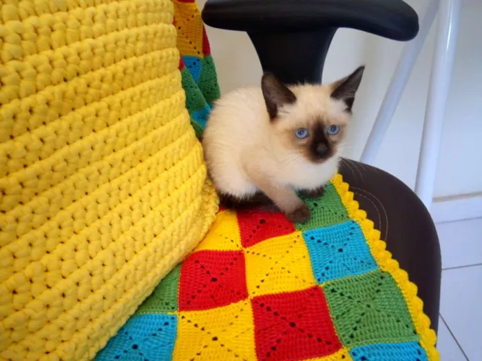 Gato ra a Sem raça definida  idade Abaixo de 2 meses nome Chiquinha