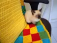 Chiquinha