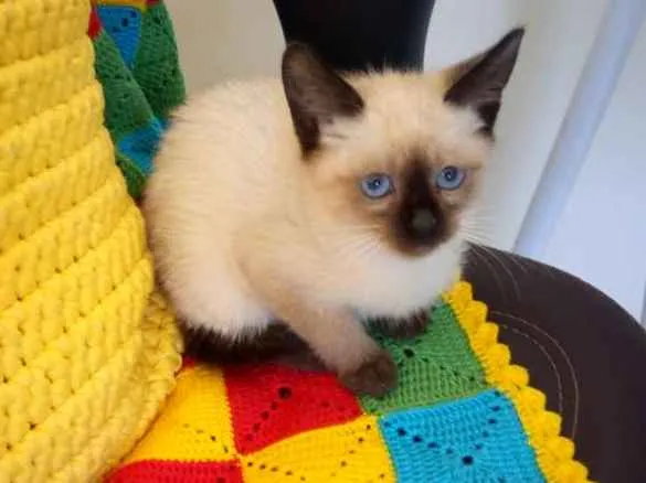Gato ra a Sem raça definida  idade Abaixo de 2 meses nome Chiquinha