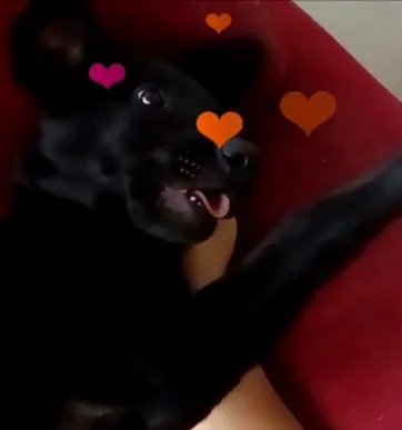 Cachorro ra a Vira lata com belga idade 7 a 11 meses nome Luck