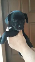 Patinha