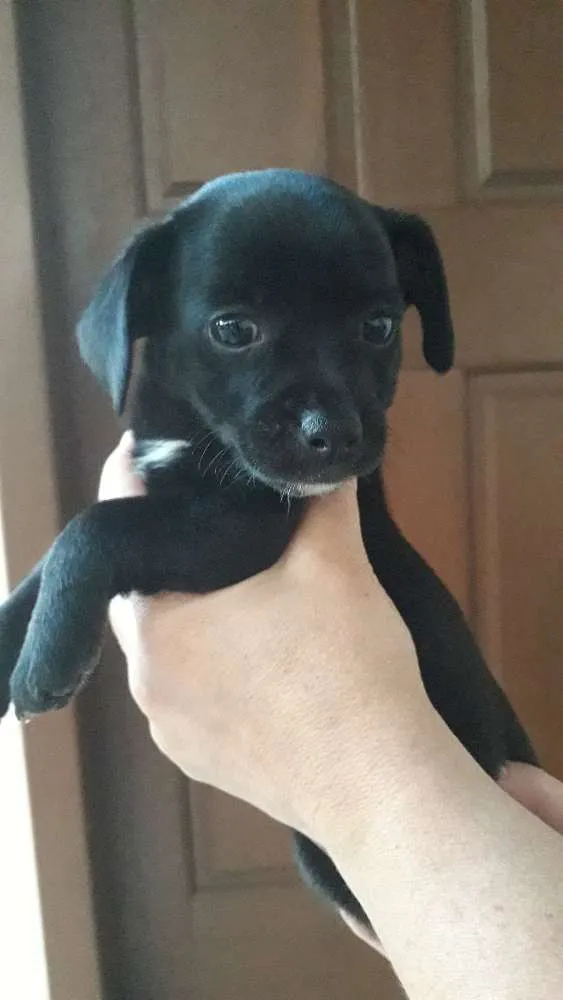Cachorro ra a Vira-lata  idade 2 a 6 meses nome Patinha