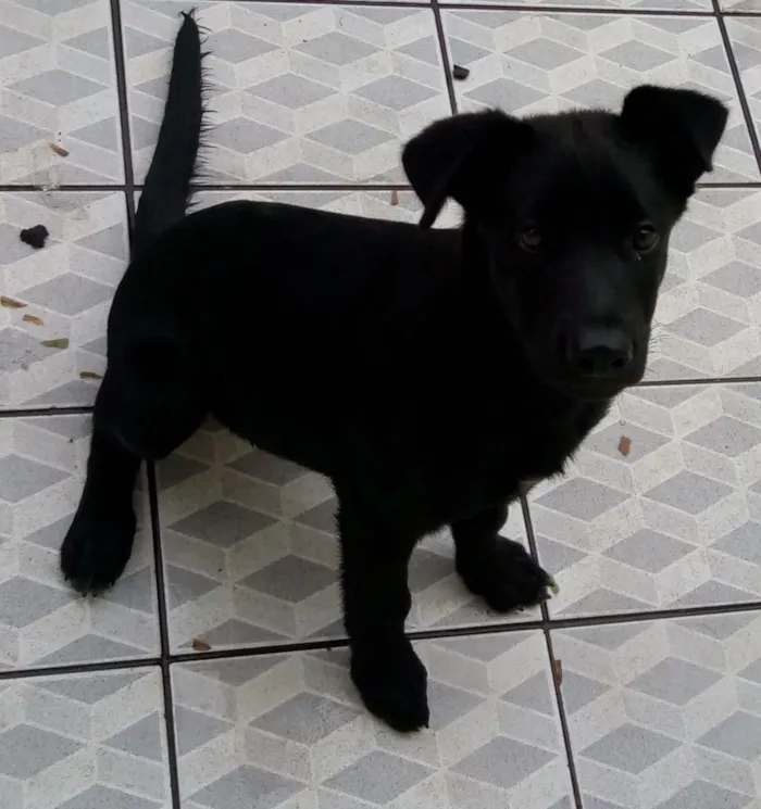 Cachorro ra a Vira lata com belga idade 7 a 11 meses nome Luck