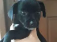 Patinha