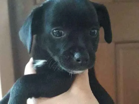 Cachorro ra a Vira-lata  idade 2 a 6 meses nome Patinha