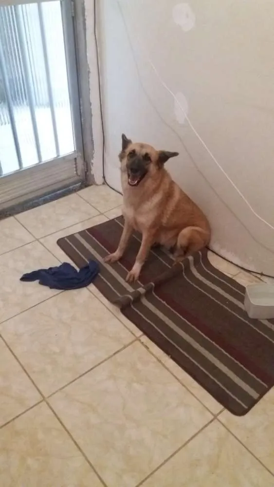 Cachorro ra a Pastor alemão  idade 6 ou mais anos nome Estrela