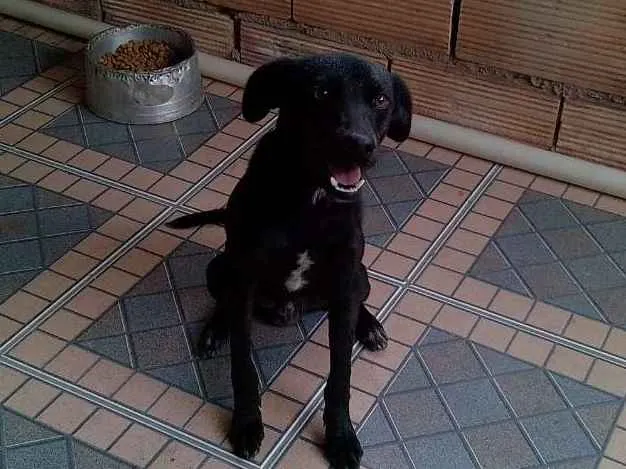 Cachorro raça Não sei idade 7 a 11 meses nome Rock