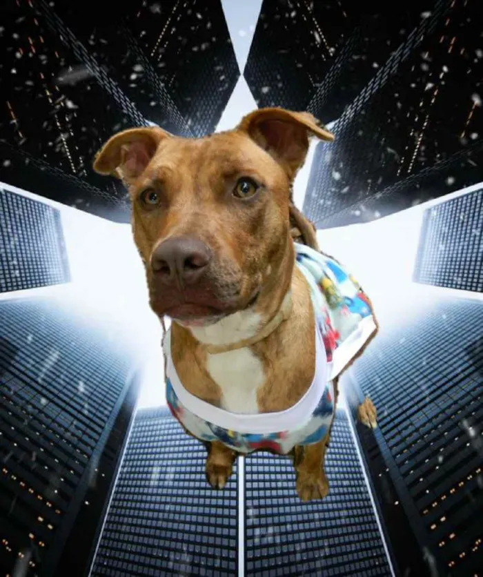 Cachorro ra a Mix pit bull idade 1 ano nome Raika