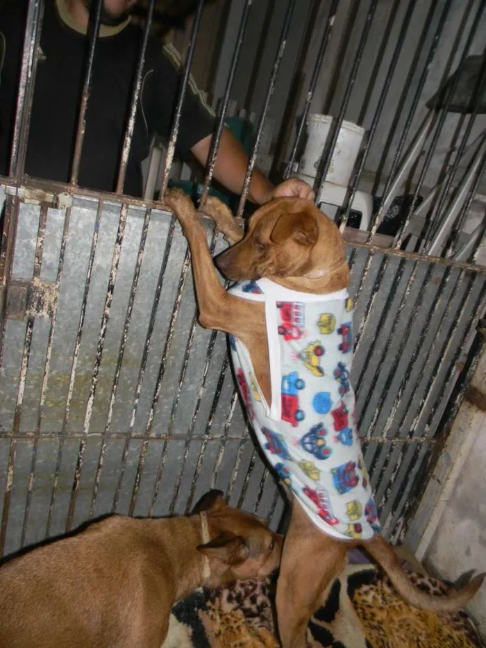 Cachorro ra a Mix pit bull idade 1 ano nome Raika