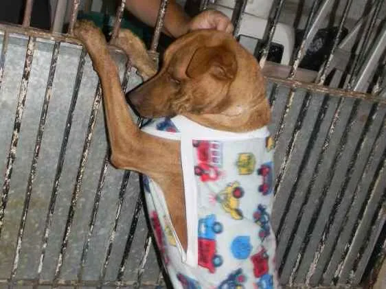 Cachorro ra a Mix pit bull idade 1 ano nome Raika