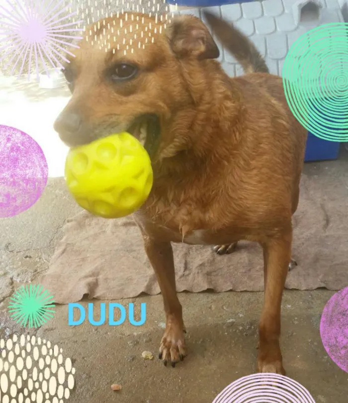 Cachorro ra a Mix pit bull idade 5 anos nome Dudu