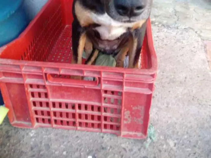 Cachorro ra a Vira lata  idade 1 ano nome Jade