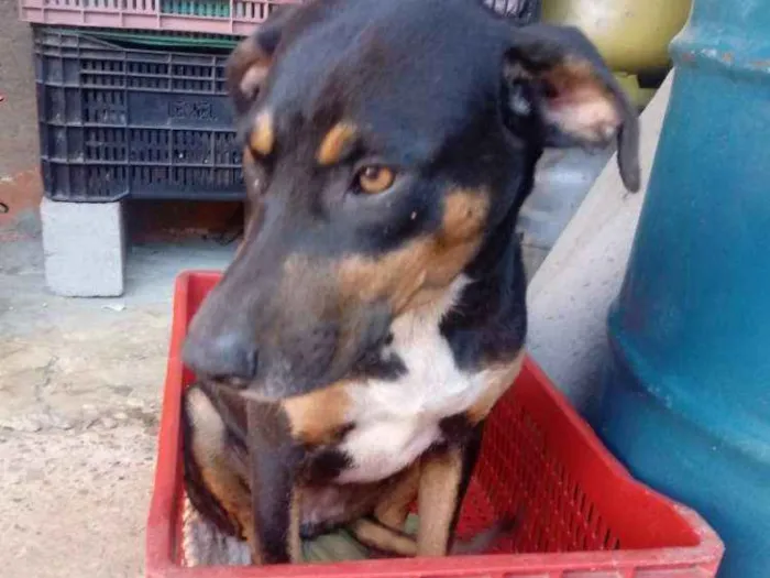 Cachorro ra a Vira lata  idade 1 ano nome Jade