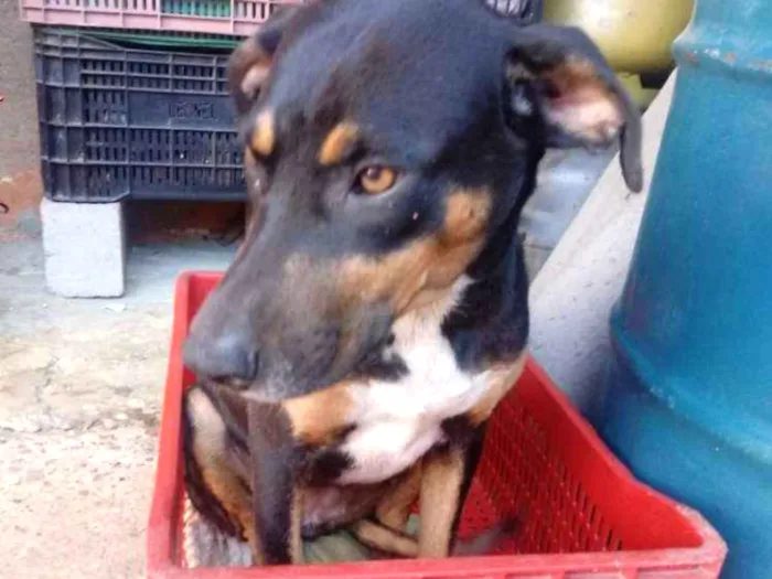 Cachorro ra a Vira lata  idade 1 ano nome Jade