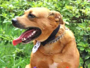 Cachorro raça Mix pit bull idade 5 anos nome Dudu