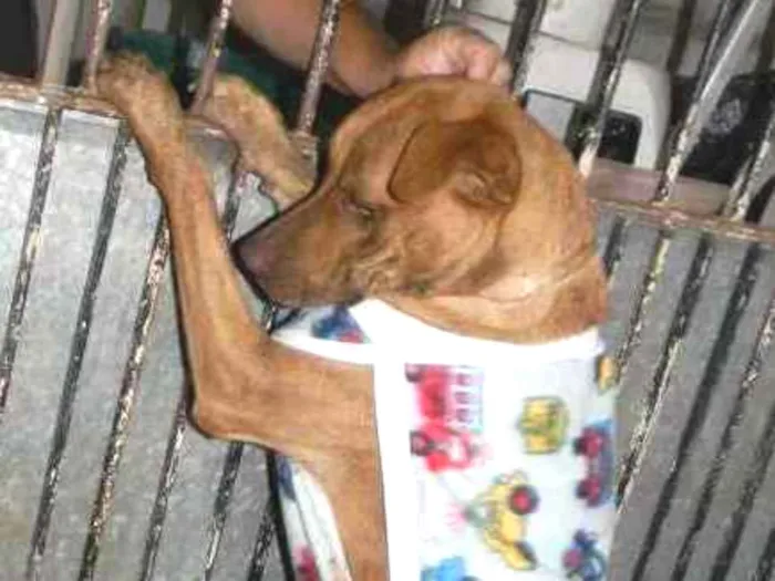 Cachorro ra a Mix pit bull idade 1 ano nome Raika