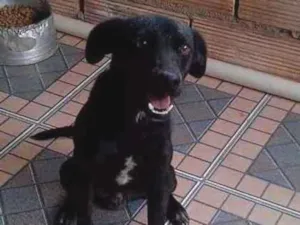 Cachorro raça Não sei idade 7 a 11 meses nome Rock