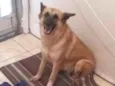 Estrela
