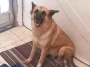 Cachorro raça Pastor alemão  idade 6 ou mais anos nome Estrela