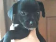 Patinha