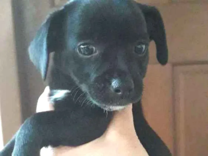 Cachorro ra a Vira-lata  idade 2 a 6 meses nome Patinha