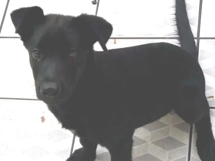 Cachorro ra a Vira lata com belga idade 7 a 11 meses nome Luck