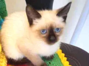 Gato raça Sem raça definida  idade Abaixo de 2 meses nome Chiquinha