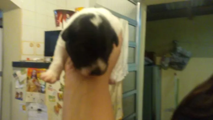 Cachorro ra a vira lata idade Abaixo de 2 meses nome não tem
