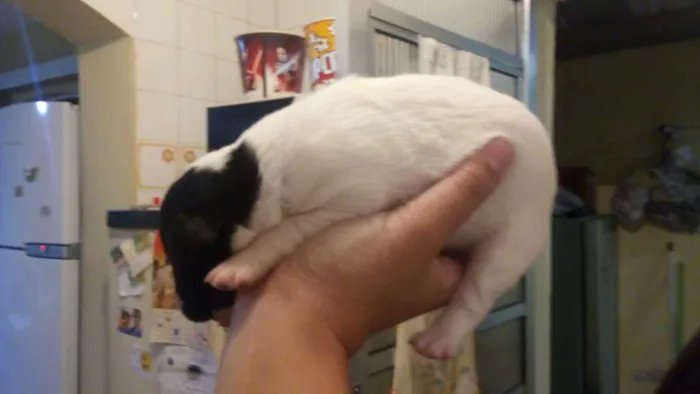 Cachorro ra a vira lata idade Abaixo de 2 meses nome não tem