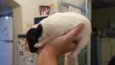não tem