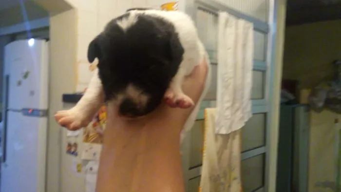 Cachorro ra a vira lata idade Abaixo de 2 meses nome não tem
