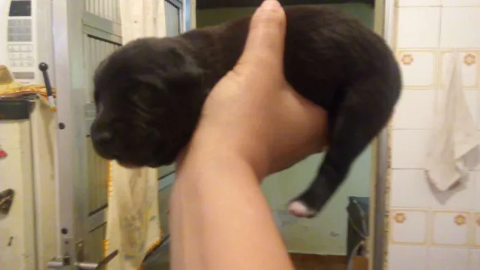 Cachorro ra a vira lata idade Abaixo de 2 meses nome não tem