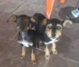 Mila e Nina 