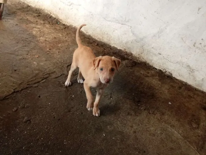 Cachorro raça Vira lata idade 2 a 6 meses nome Brisa