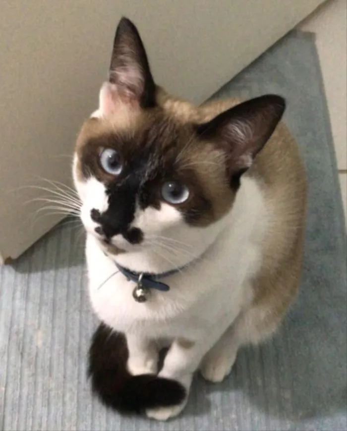 Gato ra a SRD idade 1 ano nome Tobias 