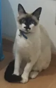 Tobias 
