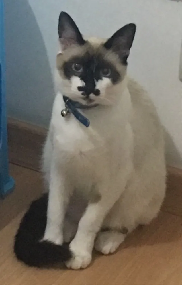 Gato ra a SRD idade 1 ano nome Tobias 