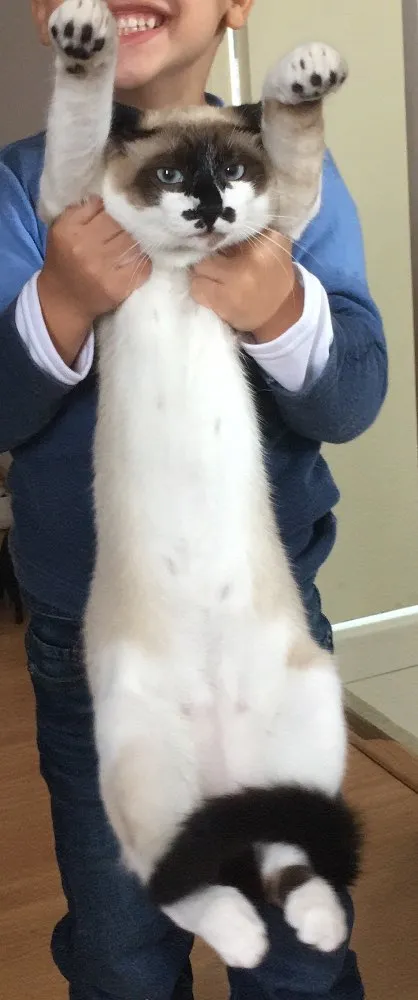 Gato ra a SRD idade 1 ano nome Tobias 