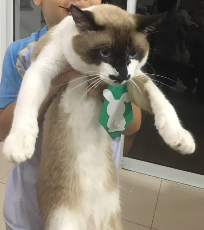 Gato ra a SRD idade 1 ano nome Tobias 
