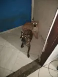 Ronda e cristal