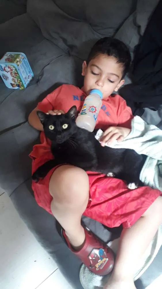 Gato ra a  idade 7 a 11 meses nome Pretinho