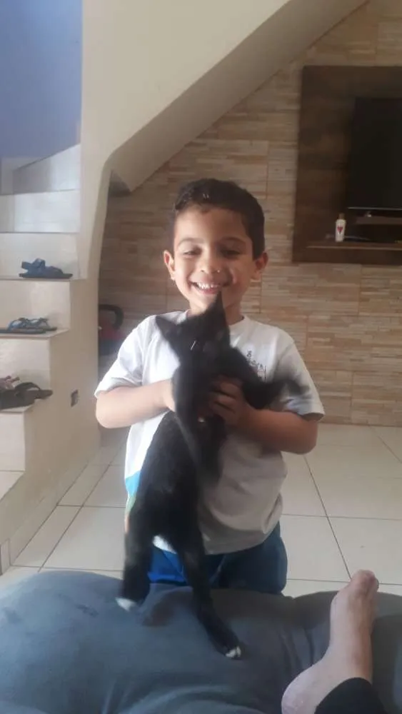 Gato ra a  idade 7 a 11 meses nome Pretinho