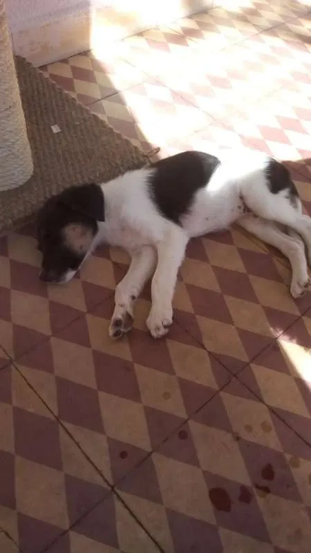 Cachorro ra a srd idade 2 a 6 meses nome Stallone Cobra