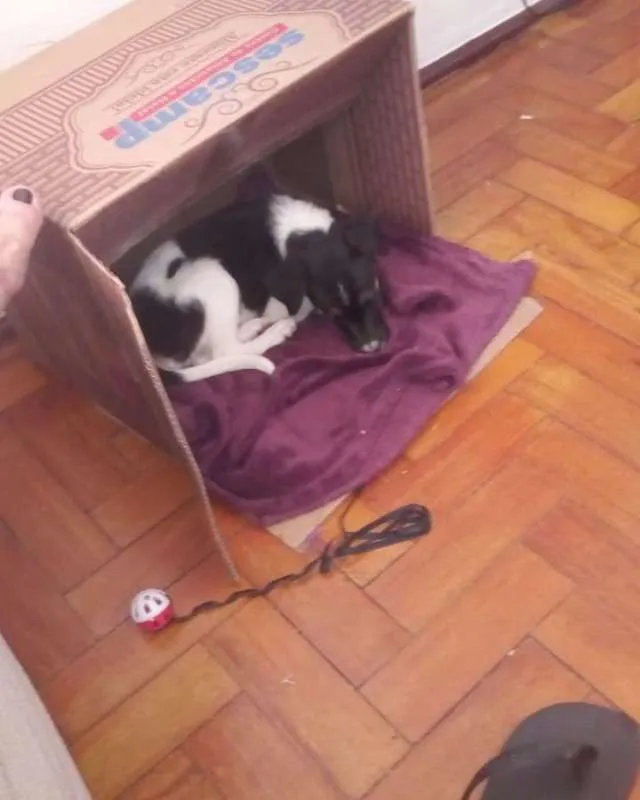 Cachorro ra a srd idade 2 a 6 meses nome Stallone Cobra