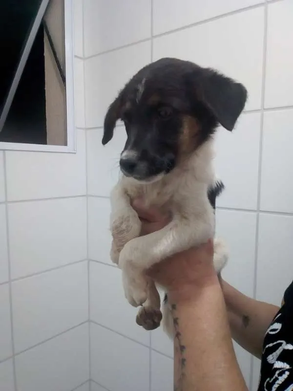 Cachorro ra a srd idade 2 a 6 meses nome Stallone Cobra