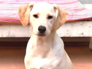 Cachorro raça SRD idade 2 a 6 meses nome Max