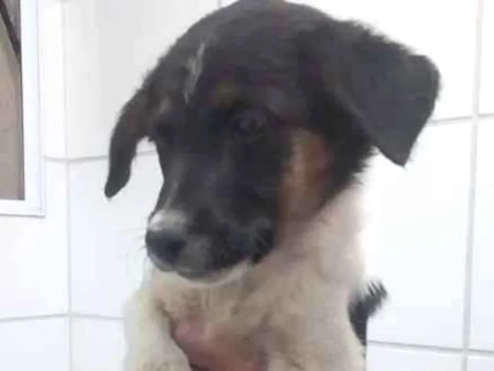 Cachorro ra a srd idade 2 a 6 meses nome Stallone Cobra