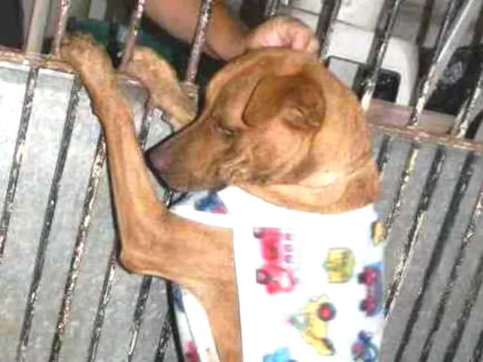 Cachorro ra a Mix pit bull idade 1 ano nome Raika