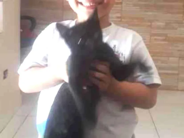 Gato ra a  idade 7 a 11 meses nome Pretinho