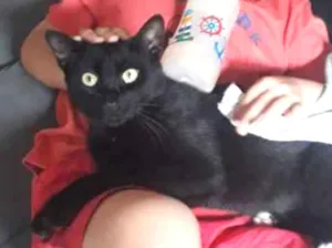 Gato raça  idade 7 a 11 meses nome Pretinho